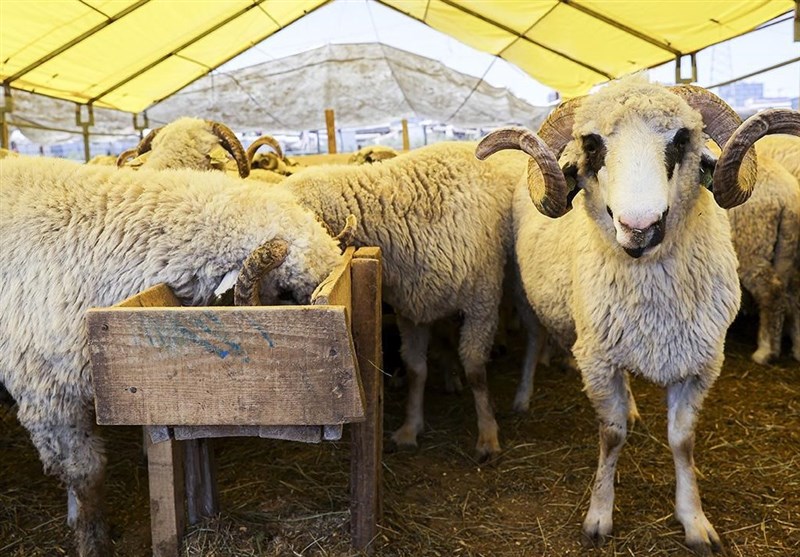 کشور ترکیه ,