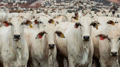 البرازيل تدرس تحديد حصص للمصدرين مع تشديد الصين القيود على استيراد اللحوم /البرازيل , الصين , تجارة اللحوم , حصص الاستيراد , القطاع الزراعي