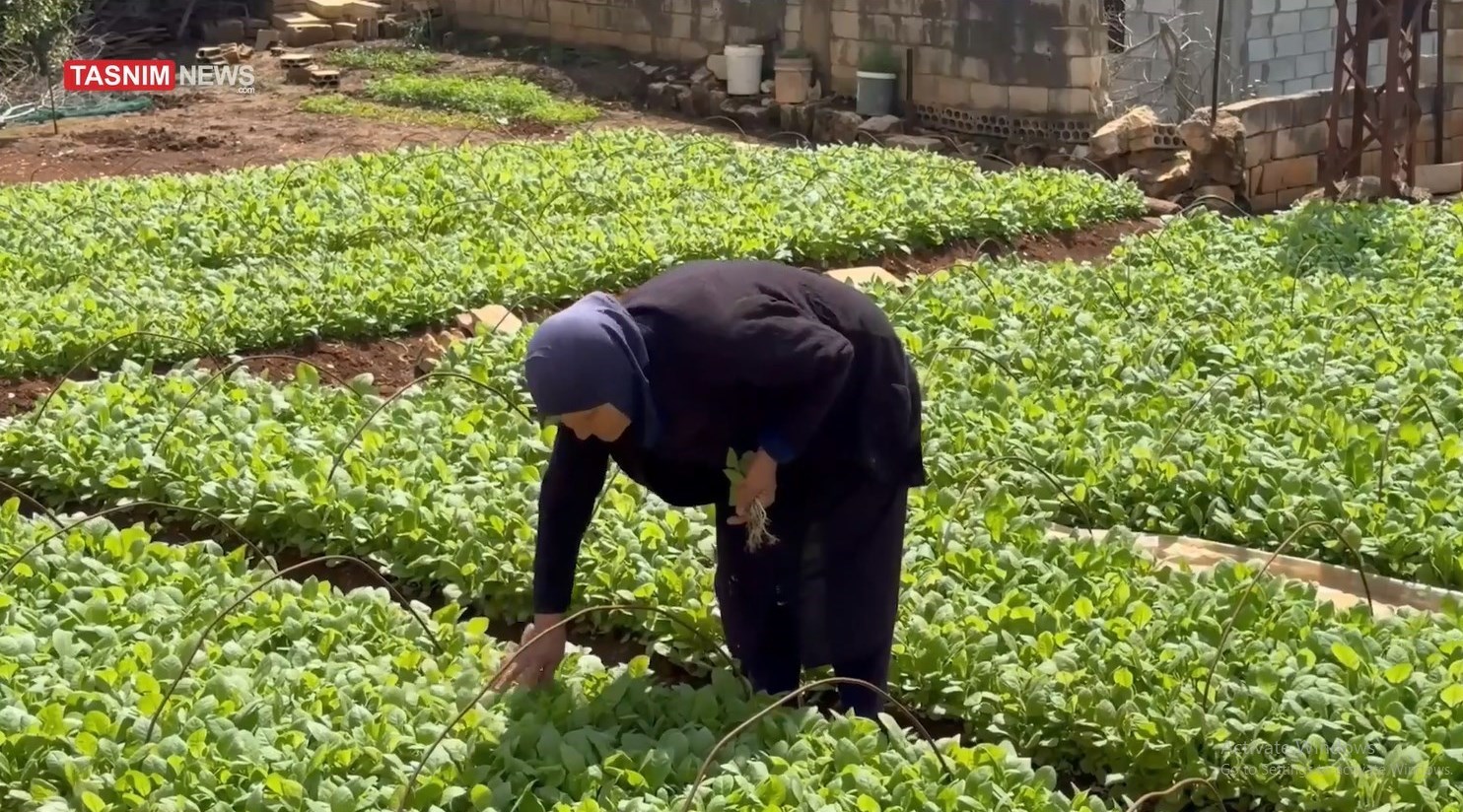 Israeli attacks on southern farms with the aim of destroying Lebanon’s food security