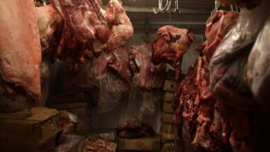 Brazil Overtakes US as World's Largest Beef Producer in 2025 /Brazil , beef production , USDA , agricultural exports , meat industry