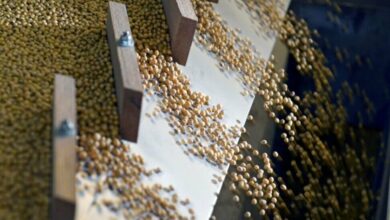 Trump Seeks to Sell 20 Million Tons of US Soybeans to China Ahead of April Visit /US-China trade , soybean exports , Donald Trump , agricultural commodities , economic diplomacy