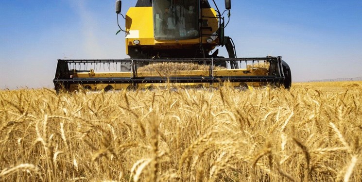 800 هزار تن گندم از کشاورزان فارس خریداری میشود