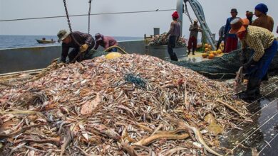 بیش از ۹۰ درصد “آبزیپروری جهان” در معرض تهدید است!