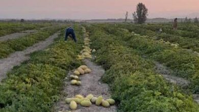 خربزههای جنوب فارس نانی بر سر سفره صیفیکاران نگذاشت+ فیلم