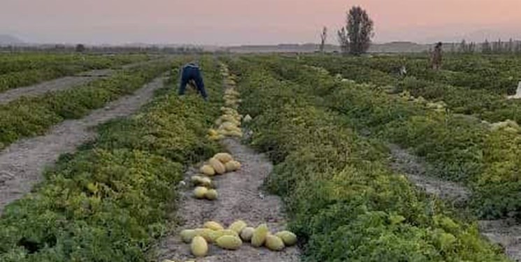 خربزههای جنوب فارس نانی بر سر سفره صیفیکاران نگذاشت+ فیلم