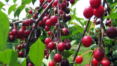 سرمازدگی و تگرگ؛ بلای جان باغهای شاهرود