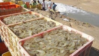 سرمایهگذاری ۸ هزار میلیارد تومانی در بخش آبزیان