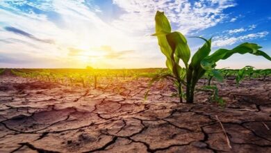 سطح آبهای زیرزمینی در دشت اردبیل سالیانه ۲۷ سانتیمتر افت میکند