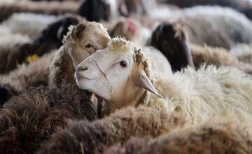 معرفی یازده مرکز عرضه دامِ عید قربان در کرمانشاه/ کشتار دام در کشتارگاهها توصیه میشود