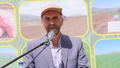 میانگین مصرف بذر حداقل ۸۰ کیلوگرم بیش از حد مورد نیاز است