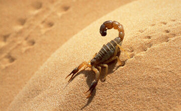 پرورش عقرب؛ درآمد فراوان یا خطر بالا؟