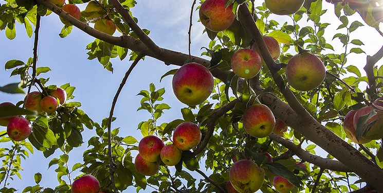 10 هزار تن سیب گلاب اصفهان از نیمهماه به بازار میآید