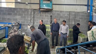 آماده خرید حمایتی یا تضمینی لیموترش هرمزگان هستیم