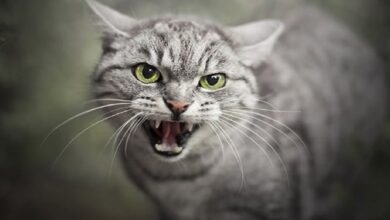 آمار قابل توجه گازگرفتگی گربهها و خطر ابتلا به بیماری هاری