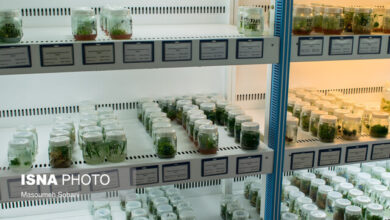 اخذ موافقت قطعی مرکز خدمات تخصصی ریز ازدیادی و تولید پایه و بذر سالم و گواهی شده