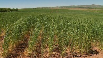 ارزیابی فنی و امکانسنجی توسعه کشت فراسرزمینی در عراق