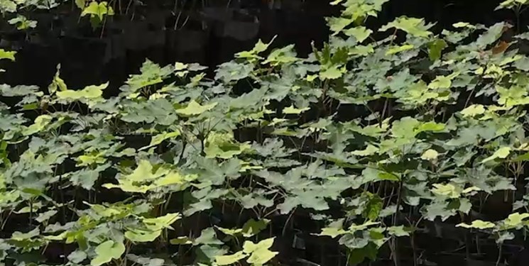 افرای مازندرانی؛ گونه جدید درختی در جنگلهای هیرکانی