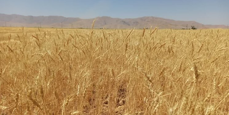 افزایش 5برابری تولید گندم در دیمزارهای فارس