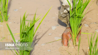 الگوی کشت تامین اعتبار نشد!/ باید برای کشاورزان مزیتسازی کنیم