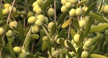 انتخاب “خوشه زیتون” قزوین بهعنوان خوشه برتر کشوری