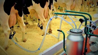 بازار شیر تو شیر دامداران و شرکتهای لبنی در گیلان