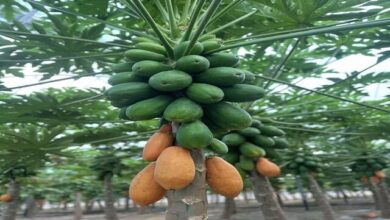 برداشت پاپایا از مزرعهای استوایی در شمال شرق کشور