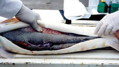 برنامههای ویژهای برای توسعه پرورش ماهیان خاویاری داریم