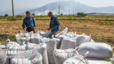 برنجهای کشاورزان استانهای شمالی ظرف یک ماه آینده خریداری میشود