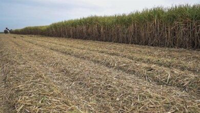 تحول چشمگیر ثبت درخواستهای موفق در سامانه پنجره واحد مدیریت زمین