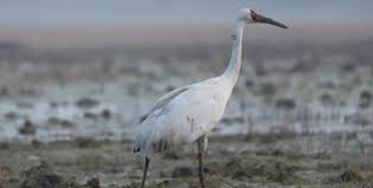 تدارک روزهای خنک تابستانگذرانی برای «رویا» در مازندران