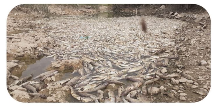 توضیحات بخشدار پیرامون مرگ ماهیهای رودخانه قرهچای