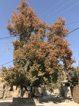 ثبت درخت چنار کهنسال روستای ابرسج در فهرست میراث طبیعی ملی