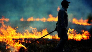 جارسوزی چه آسیبی به خاک وارد میکند؟