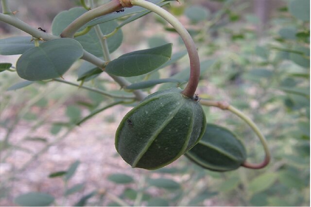 جلوگیری از طوفانهای ریزگرد با «خاویار گیاهی»/روشی برای افزایش جوانهزنی گیاه بومی