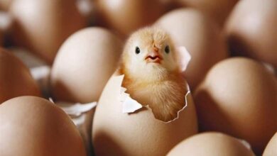 جهاد کشاورزی مازندران: جوجهریزی در تیرماه روزانه ۱۰ درصد افزایش یافت