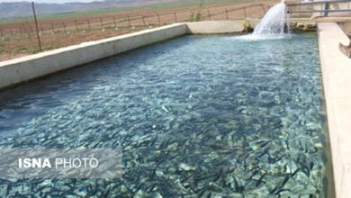 حفظ ماهیان خاویاری مولد با میکرو سزارین/ راهاندازی شهر موزه خاویاری