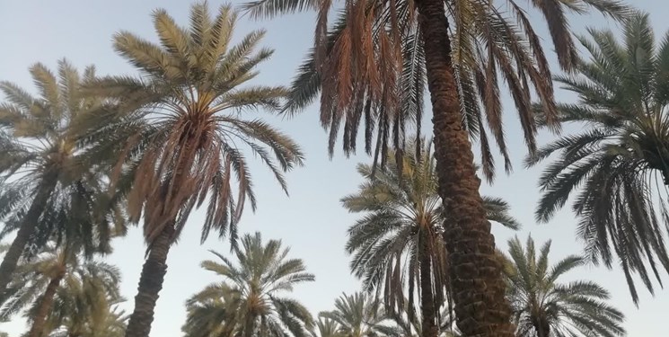 حمله آفت به نخلستانهای اصفهان