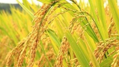 خوشهدهی ۱۴۶ هزار و ۵۶۶ هکتار از شالیزارهای مازندران