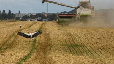 روسیه: صادرات غلات امسال به بیش از ۵۵ میلیون تن میرسد