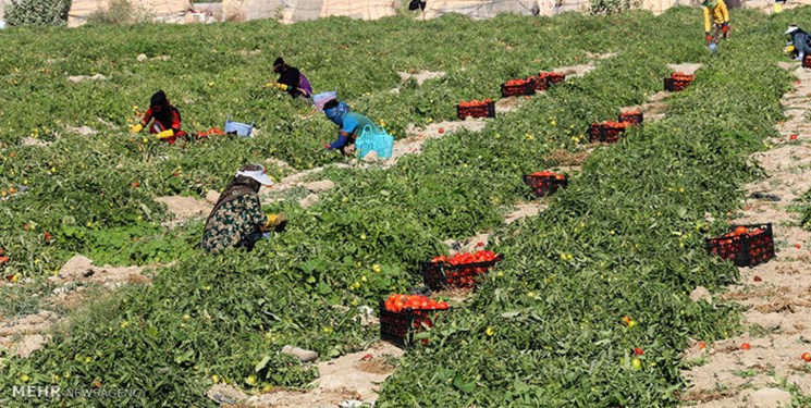 رونق اشتغال در محرومترین شهرستان کشور