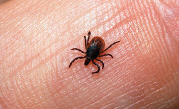 شناسایی سه مورد ابتلا به تب کریمه کنگو در هرمزگان