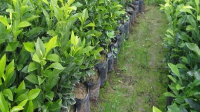 ظرفیت تولید سالانه یک میلیارد نهال گلدانی در نهالستانهای کشور