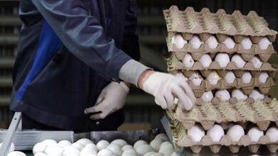 عرضه تخممرغ در بازار پایینتر از نرخ مصوب