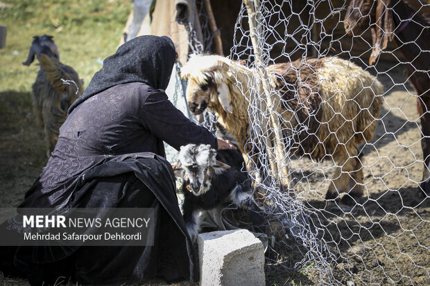 عشایر ۲۰۰ هزار تن گوشت در سال تولید میکنند