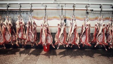 فارس من| 6 عامل گرانی گوشت قرمز 