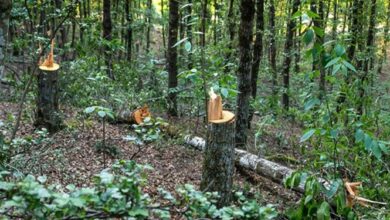 فارسمن| جذب ۳۰ جنگلبان برای جنگلهای نور و آمل