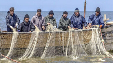فعالیت بیش از ۲۲۰۰ تعاونی صیادی و آبزیپروری در کشور