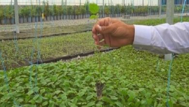 قیمت چای خشک داخلی متناسب با افزایش هزینههای تولید است