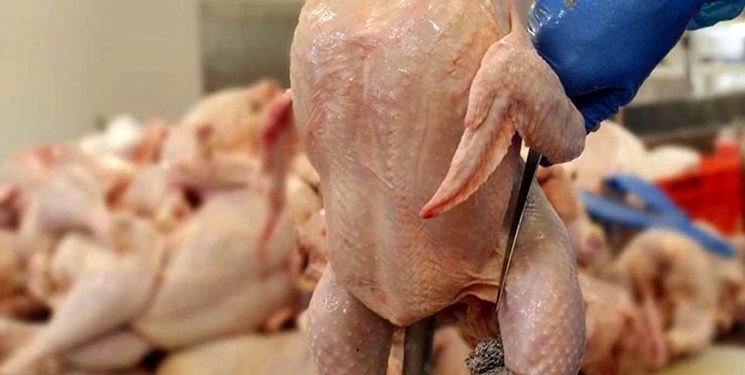 مرغهای پرکندهای که پرواز میکنند