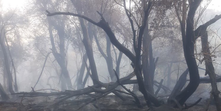 معرفی ۸ نفر به مراجع قضایی در رابطه با آتشسوزی جنگلها و مراتع کهگیلویه و بویراحمد